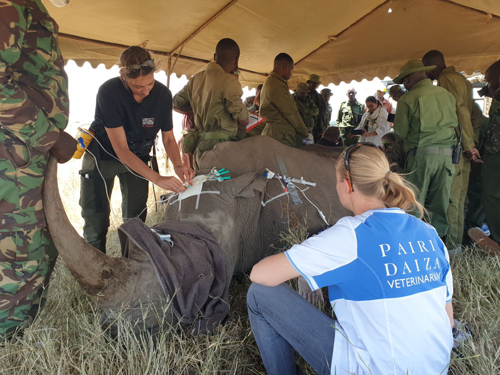 Embryo Transfer in Kenya, septembre 2023
