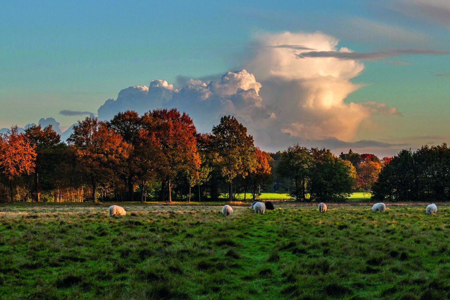 Van Gogh Wandelroute Etten-Leur, sunset natuurgebied de Pannehoef © Ria Mol