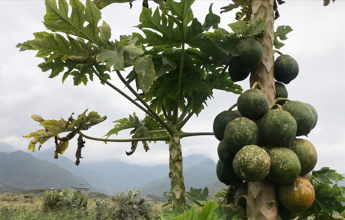 New partnership will reduce malnutrition with a dried papaya snack