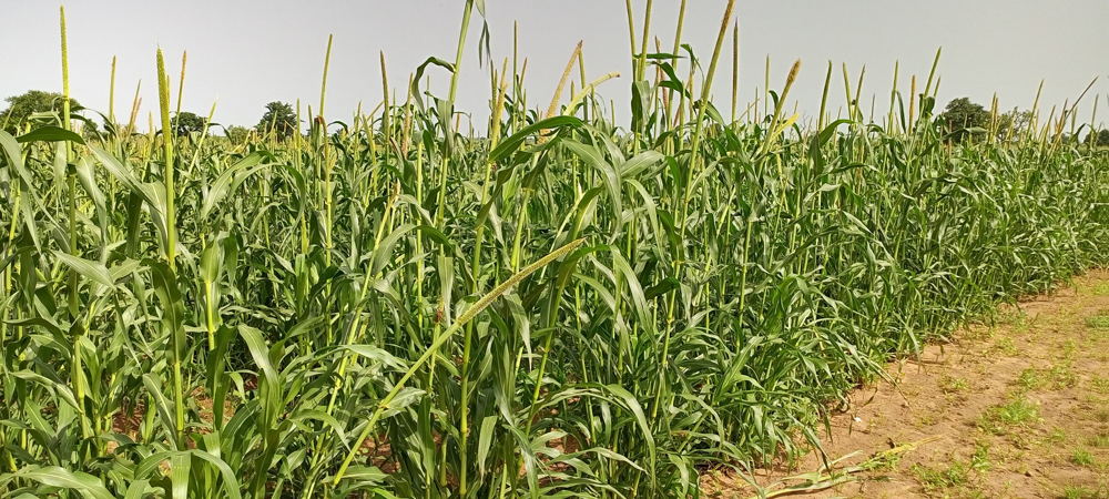 L-R: Pearl millet performance at a Technology Park in Senegal .