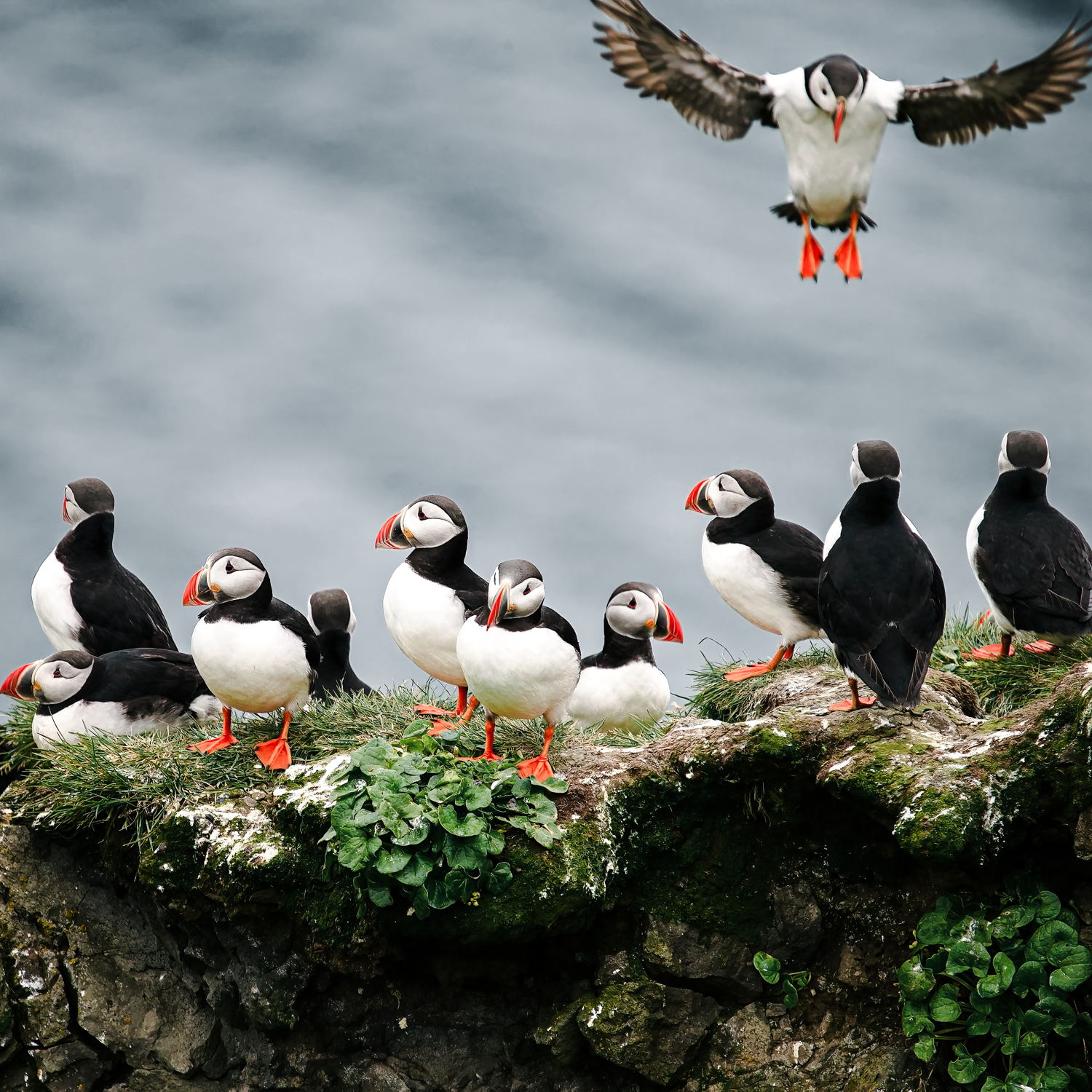 "Ornithologist" Album Cover by STUDIO FSR and Frederick Robin