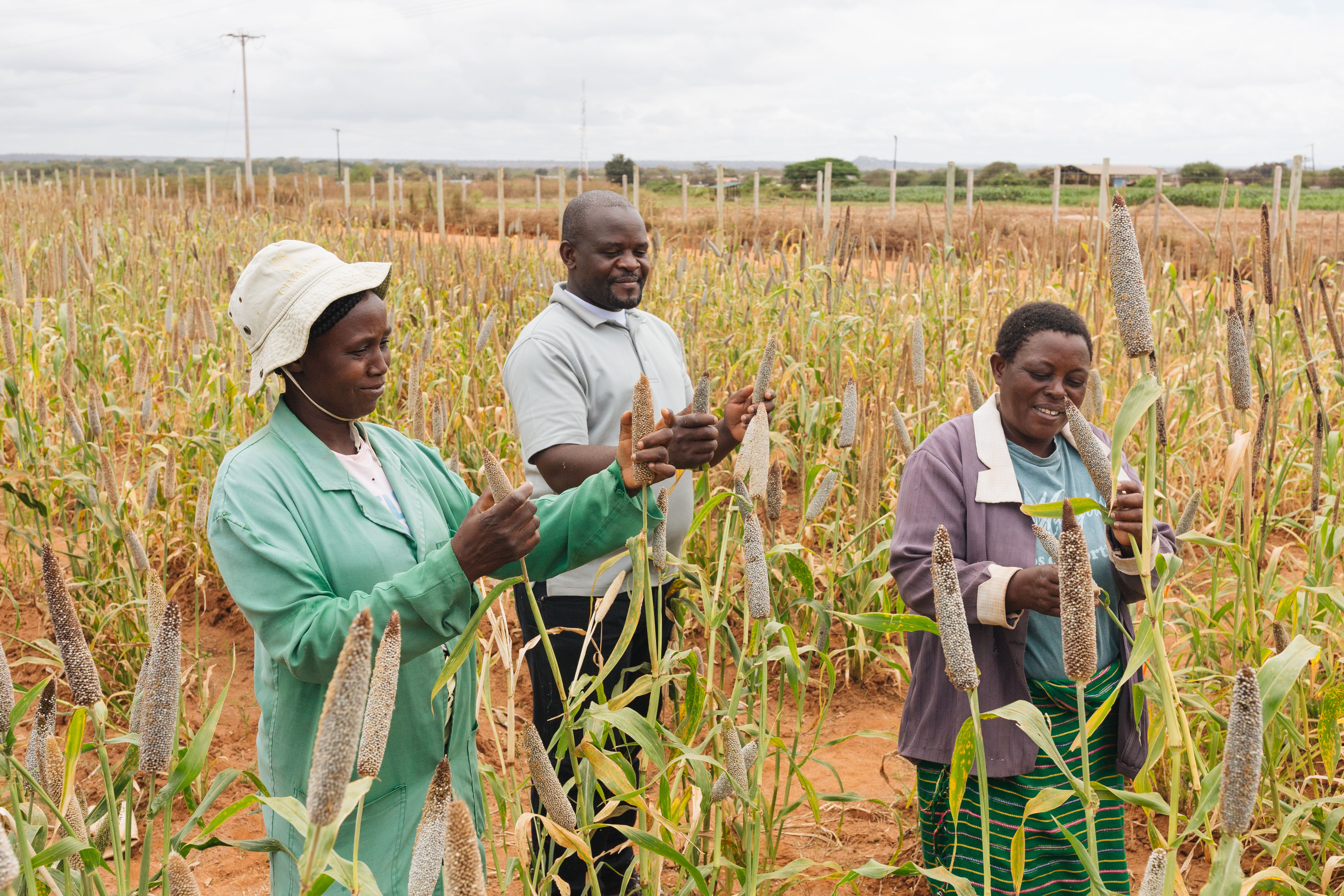 Assessing millets in the field