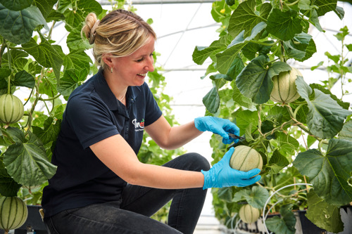 Colruyt Group extends offer of Belgian Charentais melons  
