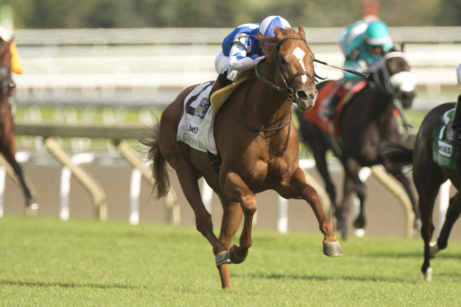 Carson's Run and Dylan Davis winning the Grade 1 Summer Stakes on Saturday at Woodbine Racetrack. (Michael Burns Photo)