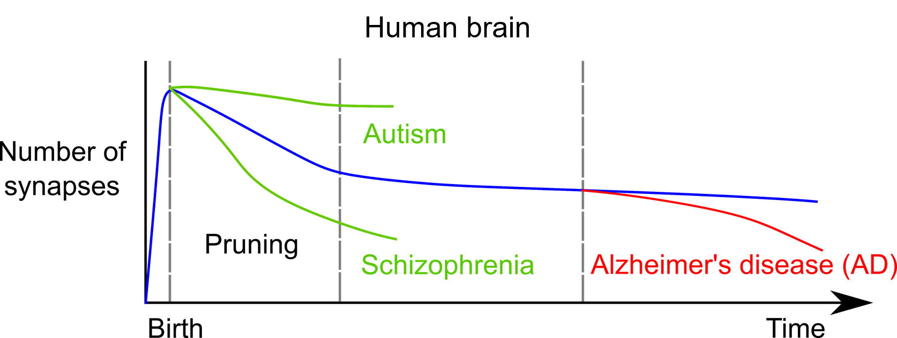 The number of synapses in the human brain throughout time and during certain neurological disorders