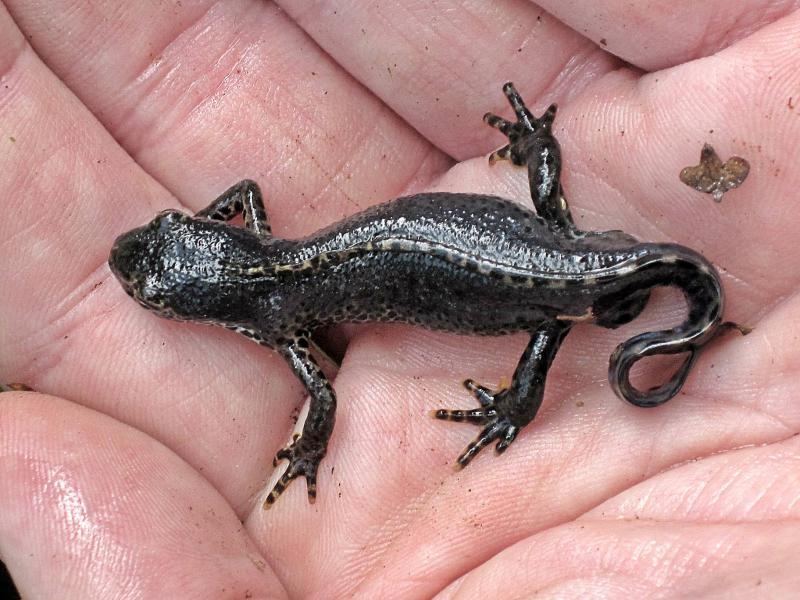 alpenwatersalamander