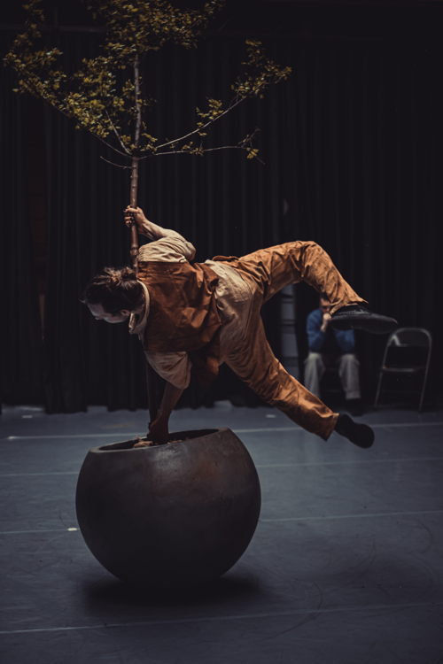 La Vieille Souche  © Anahi Clemens