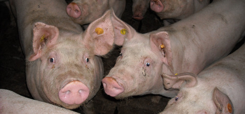 Varkensbedrijven met hoogste stikstofimpact op natuur kunnen rekenen op stopzettingsvergoeding