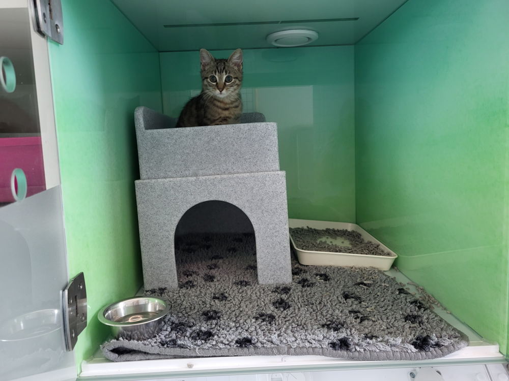 Kitten in hospitaal