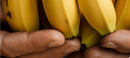 Lidl eerste Belgische retailer die hele assortiment omschakelt naar Living Wage-bananen en kloof naar leefbare lonen overbrugt