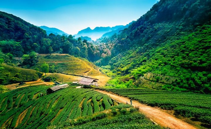 Chiang Mai