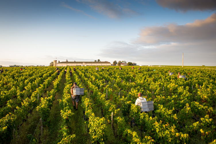 La Réserve Boutique - Vendanges