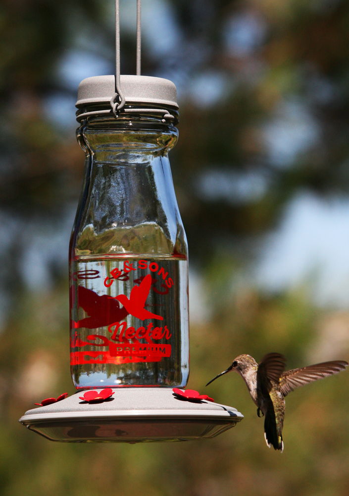 Hummingbird at feeder (photo credit to Pike Nurseries)