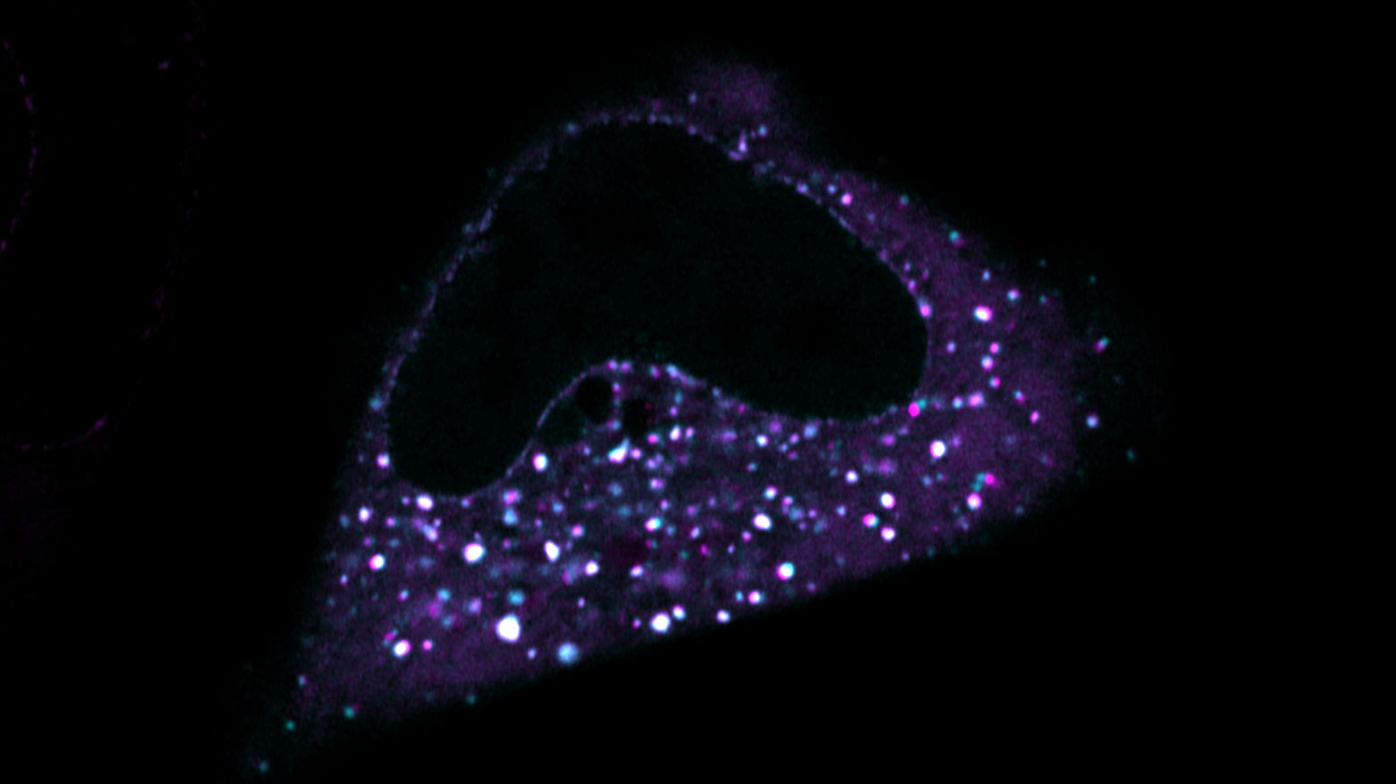 MX2 protein (purple) interacting with a Transportin-1 protein (cyan) in a living cell.