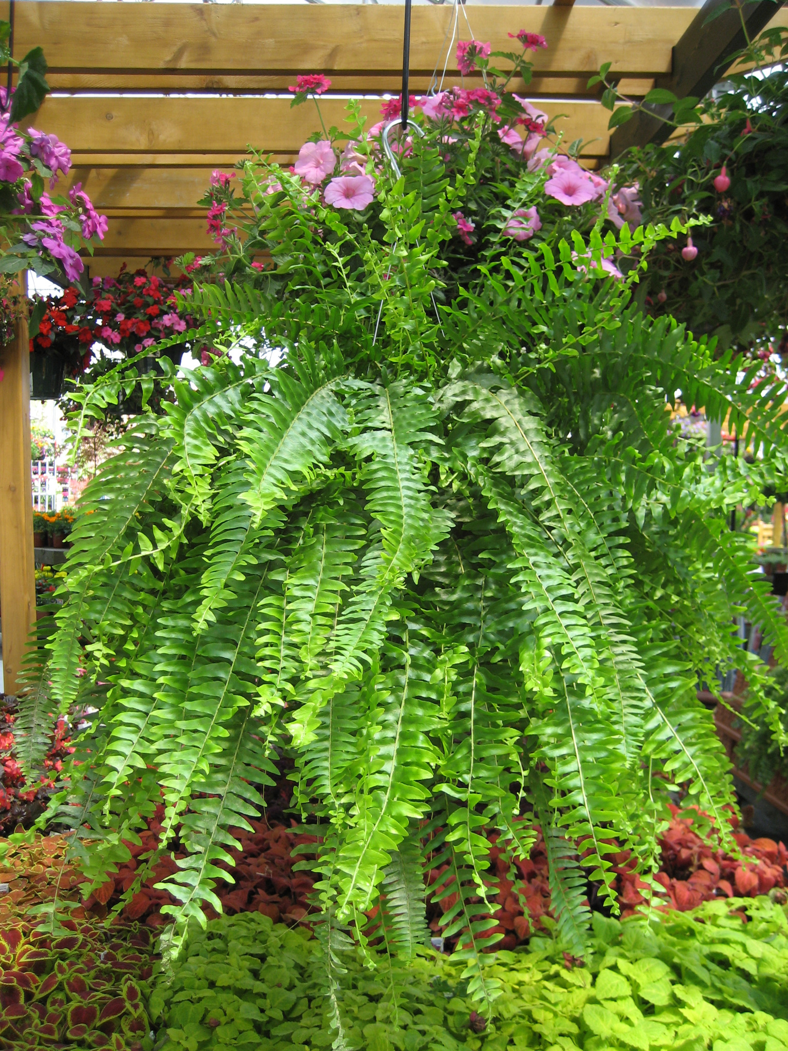 Fetch the hottest petsafe houseplants at Pike Nurseries
