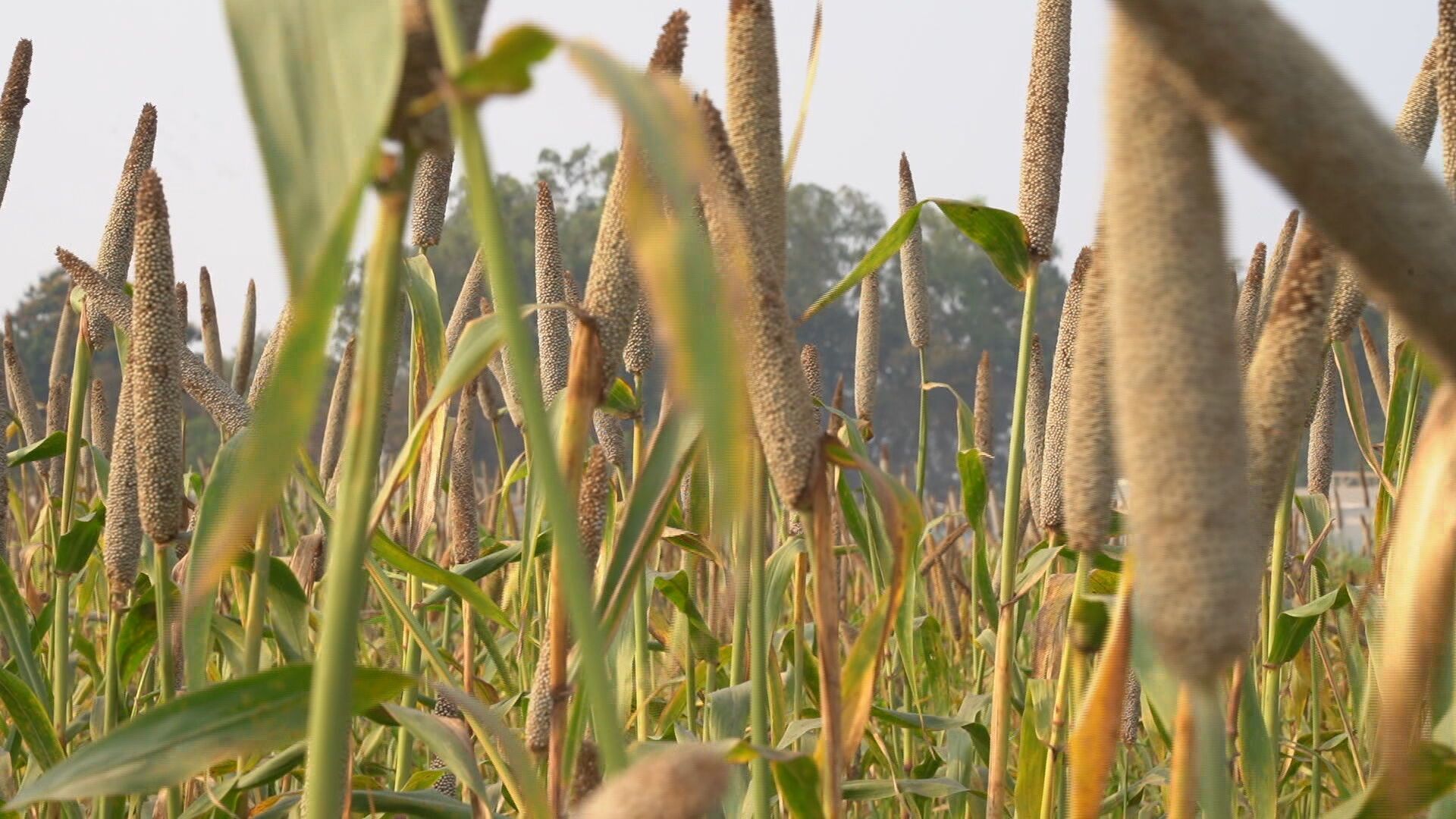 A field of millet