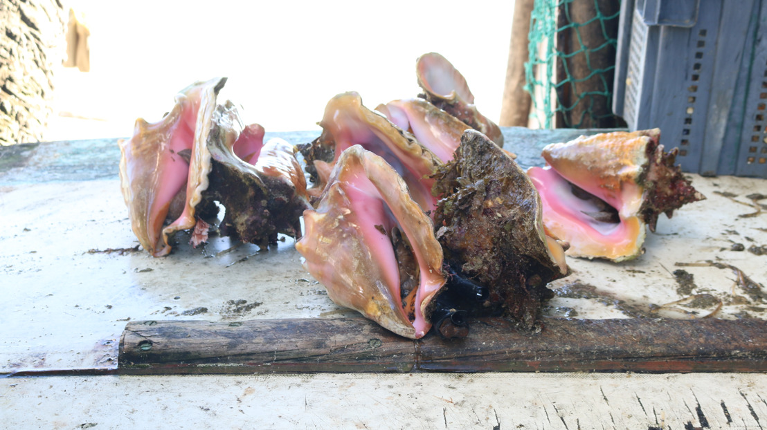 Blue BioTrade Project supports a study on the Saint Lucia Conch Industry