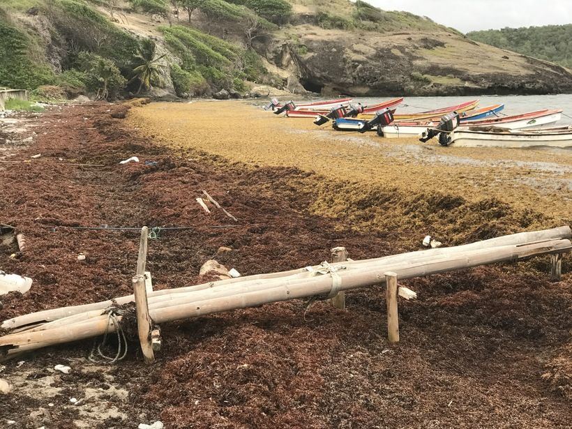 Sargassum seaweed