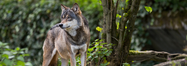Definitieve goedkeuring bijsturing steunregeling voor wolfwerende maatregelen