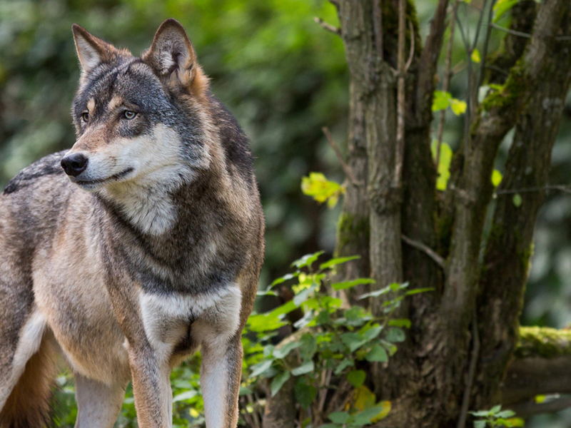 Definitieve goedkeuring bijsturing steunregeling voor wolfwerende maatregelen