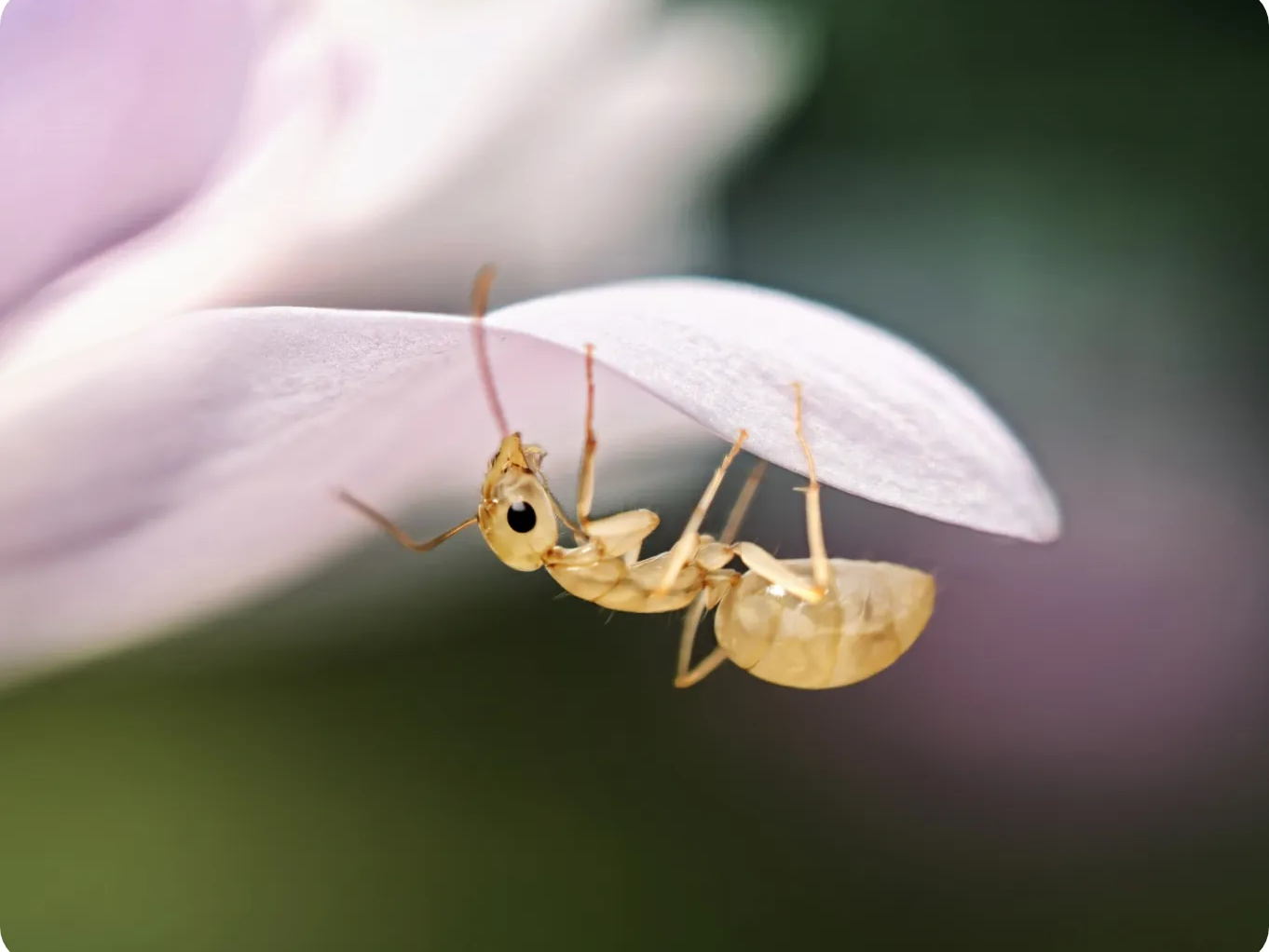 Qué es la fotografía macro y cómo capturar detalles que ni tus ojos pueden ver 