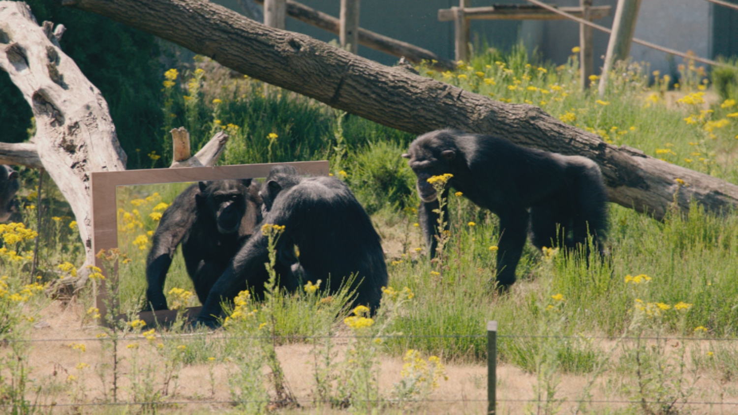 Aflevering 8: de chimpansee- sociale intelligentie