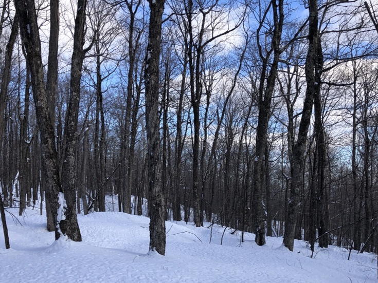 Gile Mountain and Woody Adams Conservation Forest Conservation Project Almost Complete