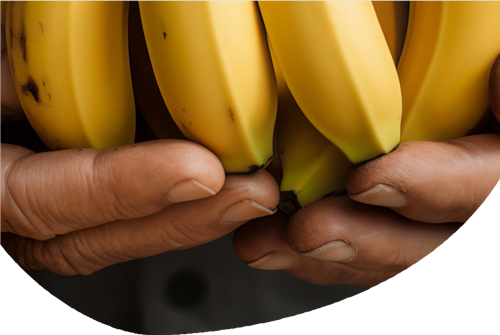 Lidl est le premier supermarché belge à adopter les bananes Living Wage pour l'ensemble de sa gamme et à combler l’écart avec les salaires vitaux.