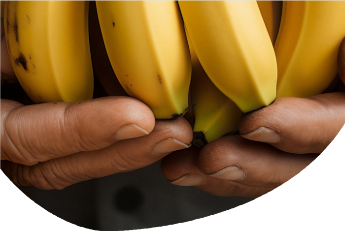 Preview: Lidl est le premier supermarché belge à adopter les bananes Living Wage pour l'ensemble de sa gamme et à combler l’écart avec les salaires vitaux.