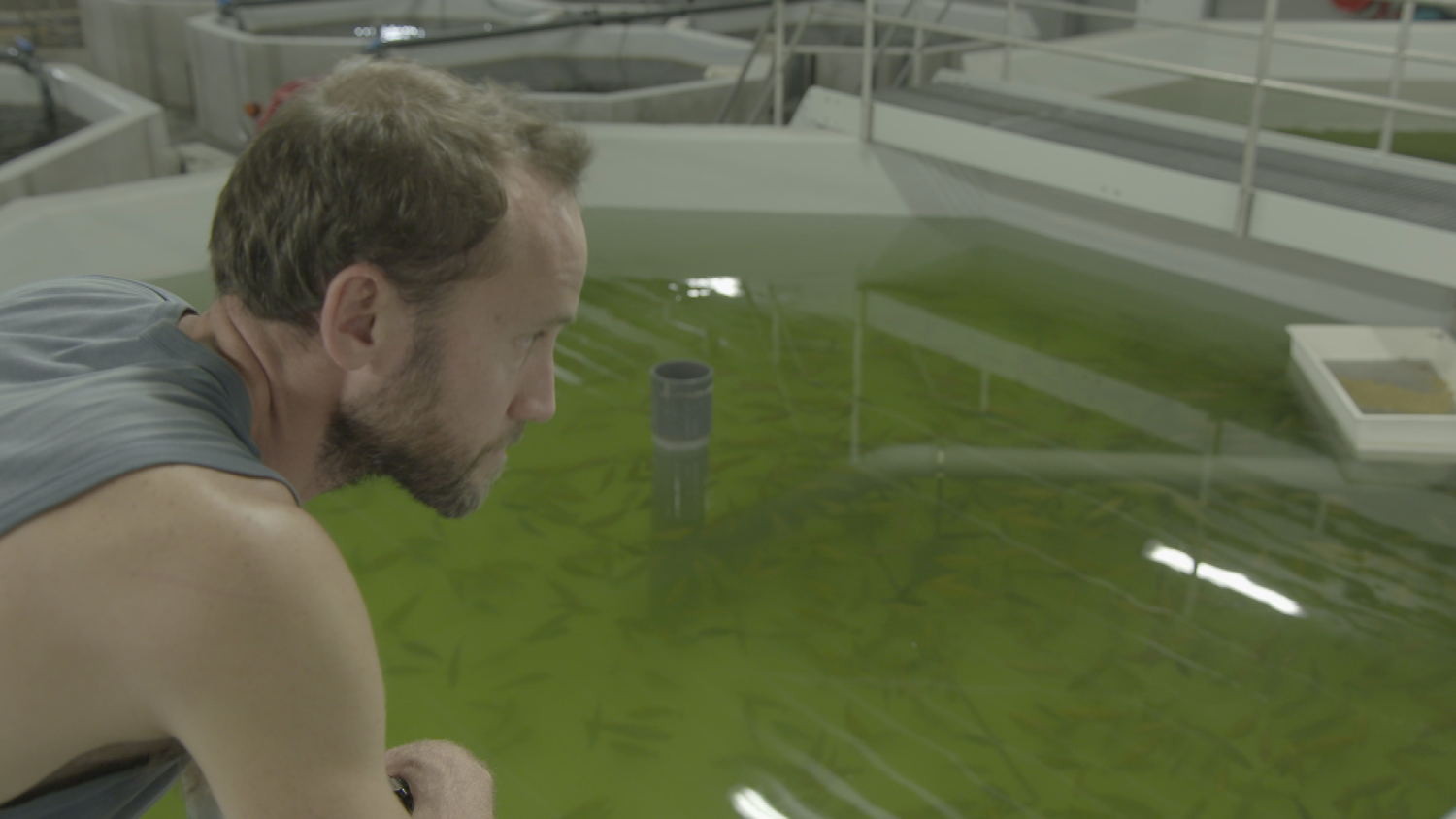 Koppen: Groene vis (c) VRT