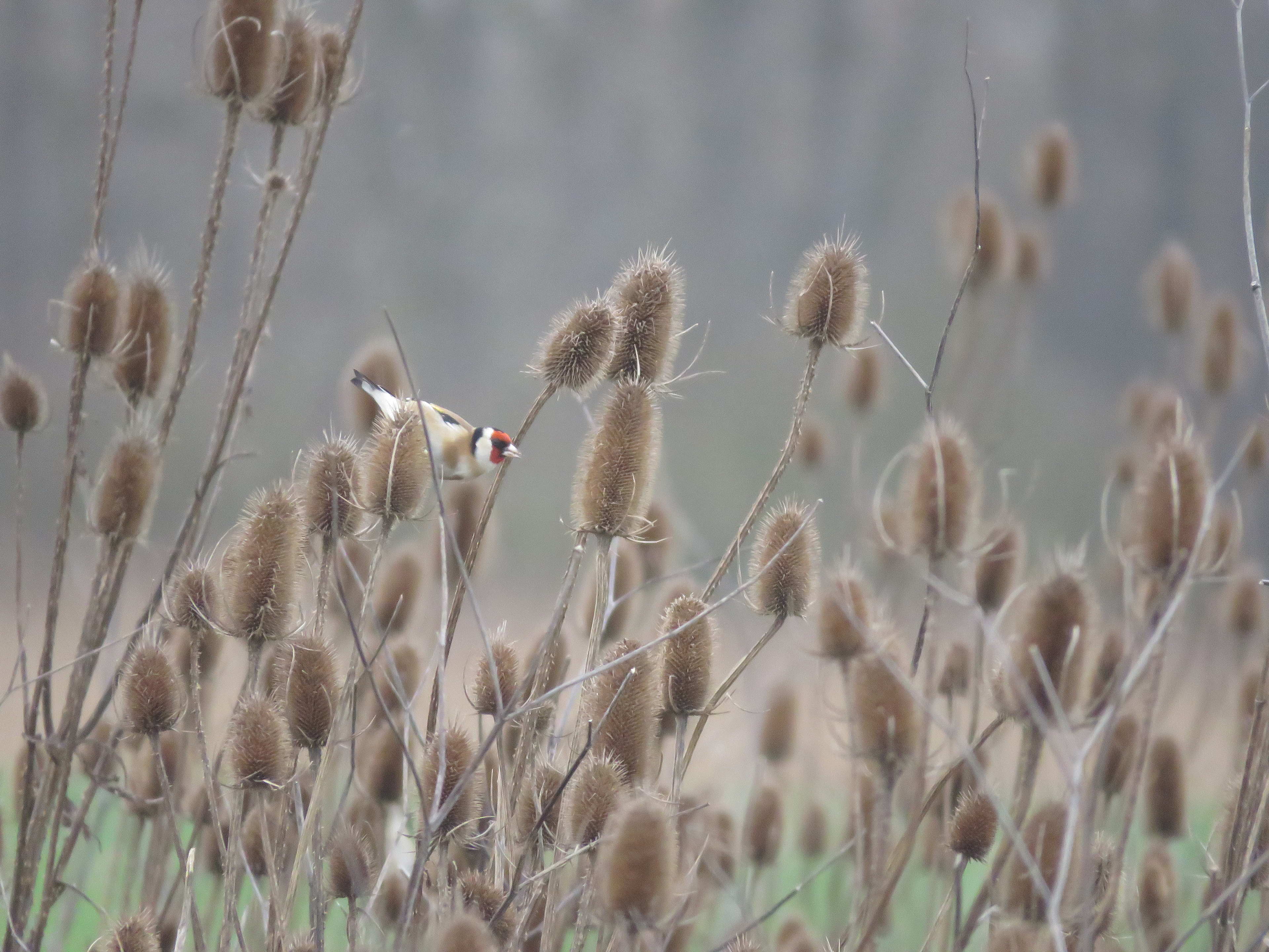 Biodiversiteit gespot op landbouwpercelen