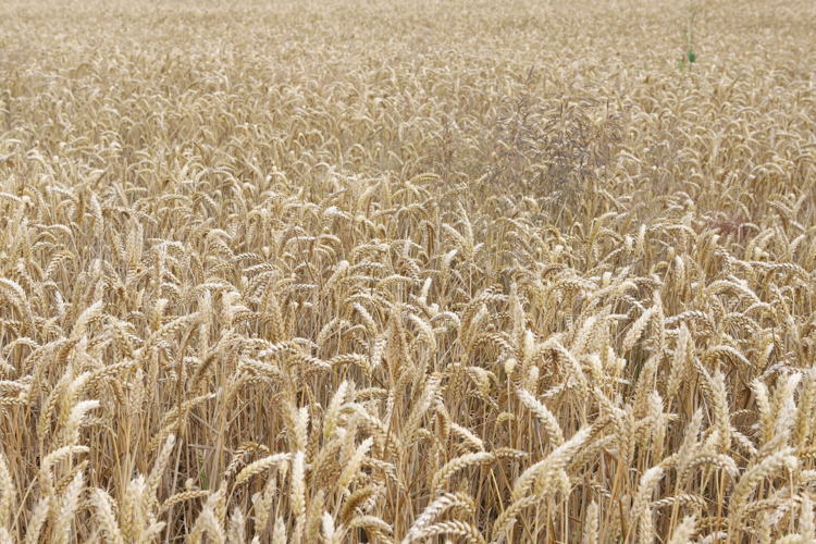 CBC Banque & Assurance - Observatoire sur le monde agricole