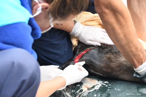 El lobo marino fue rescatado en Villa Gesell el pasado 12 de febrero con una profunda herida en su aleta derecha