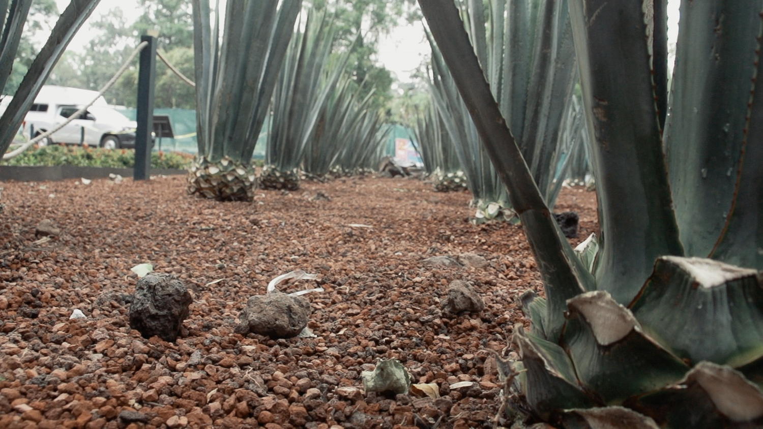 Campos de los Dragones, Jardín Botánico de Chapultepec
