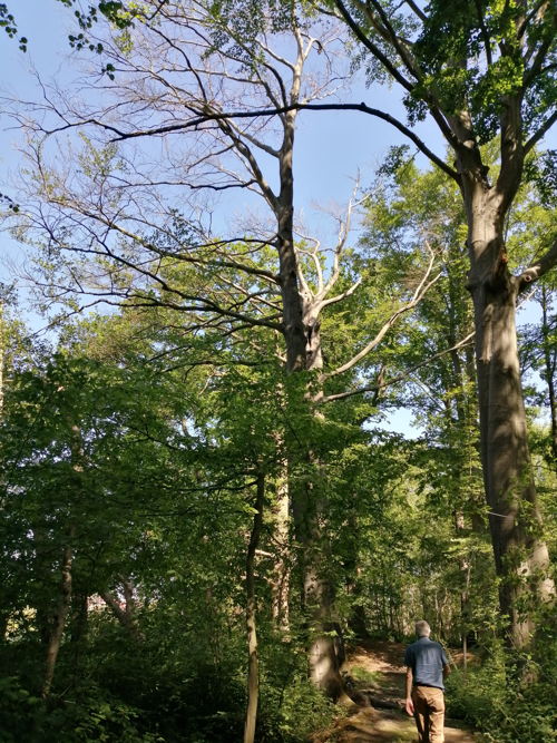 Gentbos: beuk lijdt onder droogte