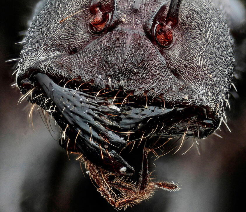 Ant head and madibles, macro. AKG10801737 ©akg-images / Adolfo Ruiz de Segovia/Wellcome Collection / Science Source