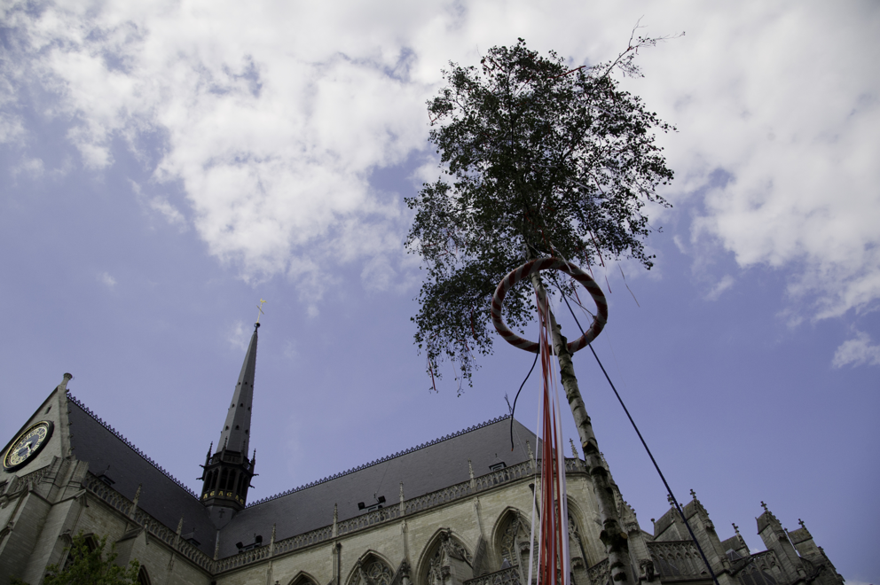 45e Meyboom op tijd geplant in Leuven