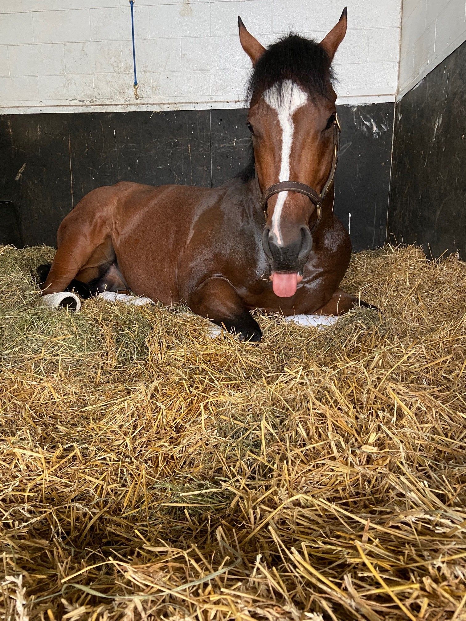 Rondure enjoying some beauty sleep. (Supplied) (Supplied)