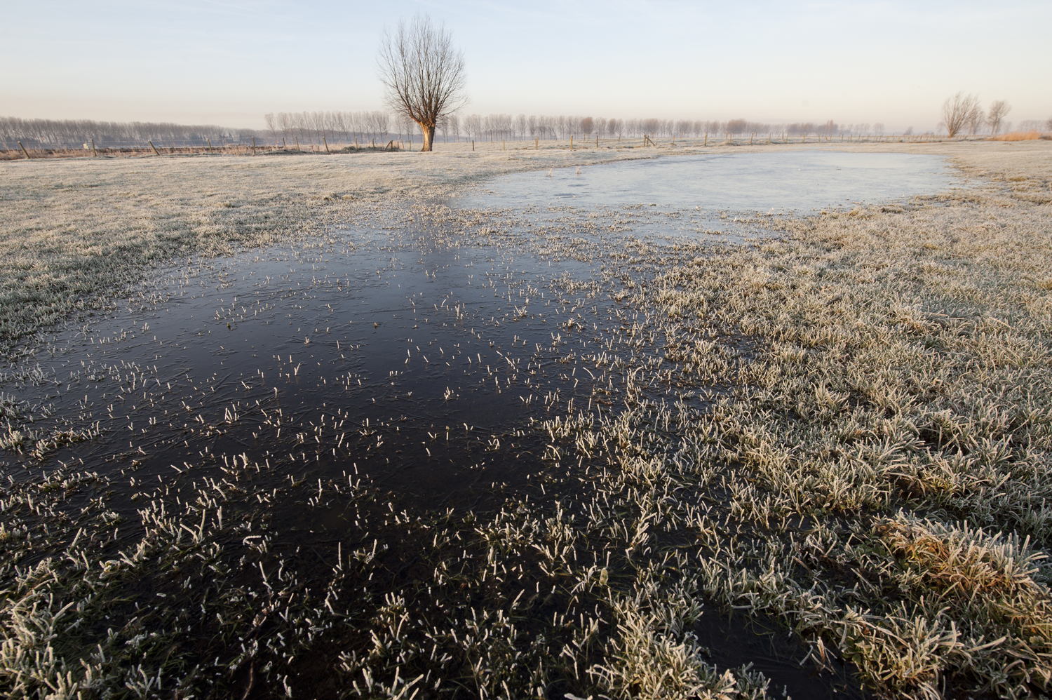 Meetjesland Krekengebied - Vrouwkeshoek weide (© Ludo Goossens)