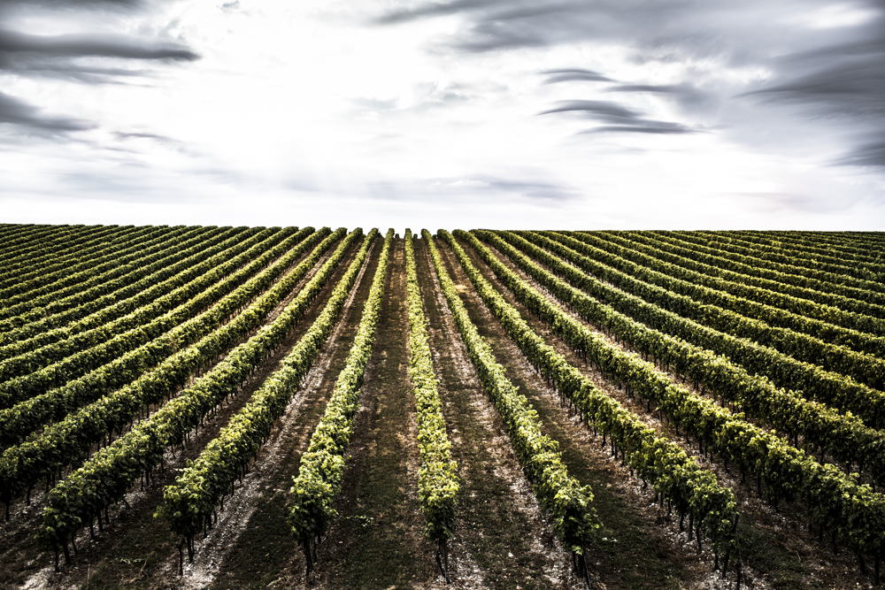 Viñedo