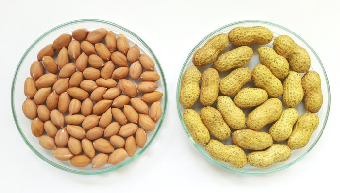 New variety of heart-healthy groundnut to benefit all of India