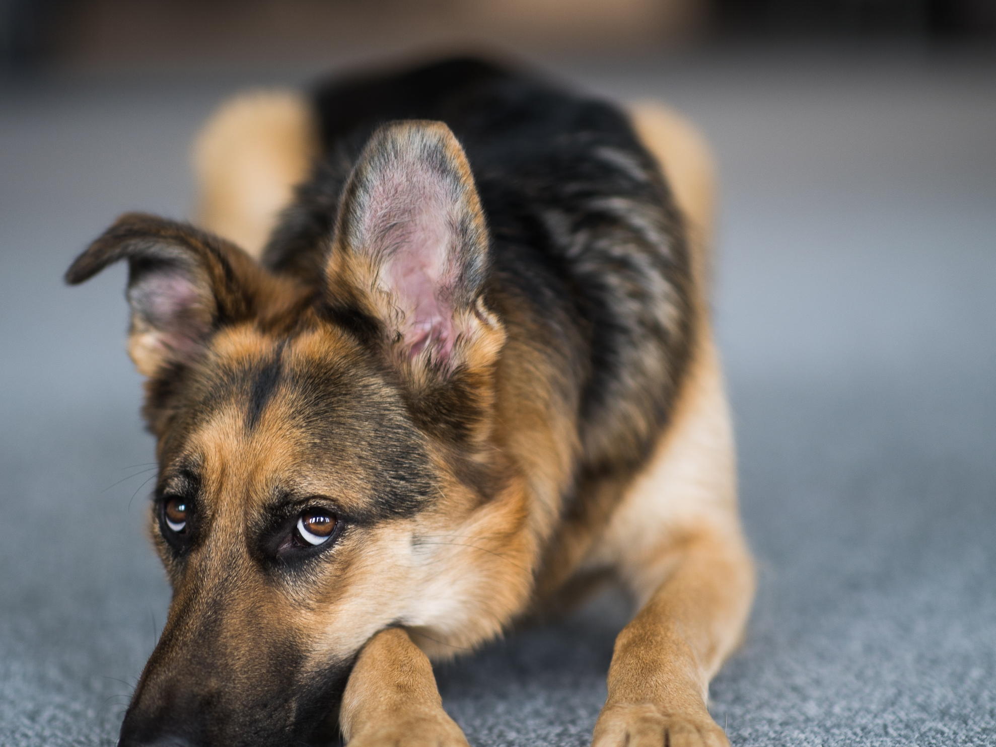 Mars Belgium et la Croix Bleue lancent un cri d’alerte à l’occasion de la Journée mondiale des animaux