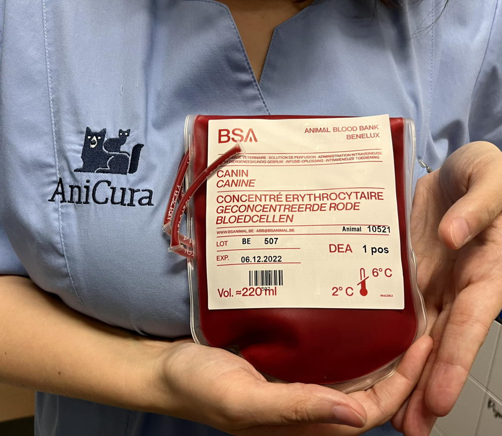 Zakje donorbloed voor transfusies