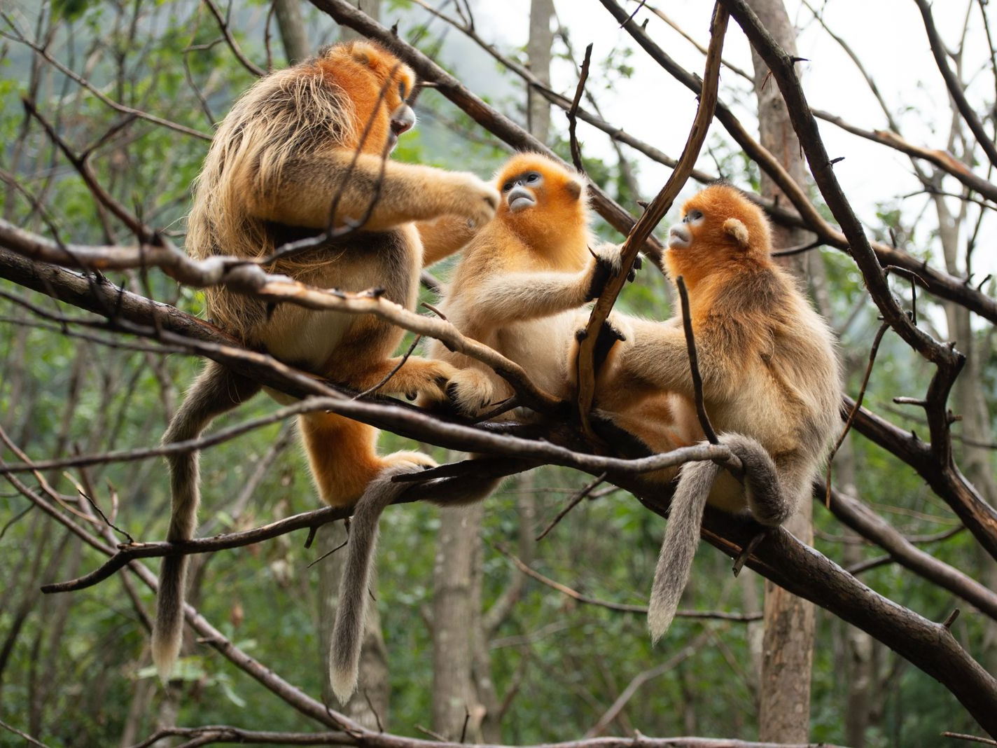 Une première mondiale : les Singes dorés du Qinling arrivent à Pairi Daiza.