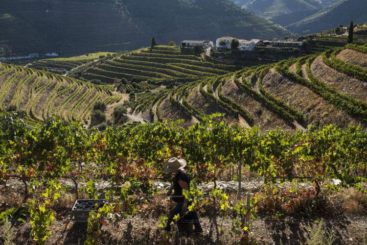 Douro-vallei