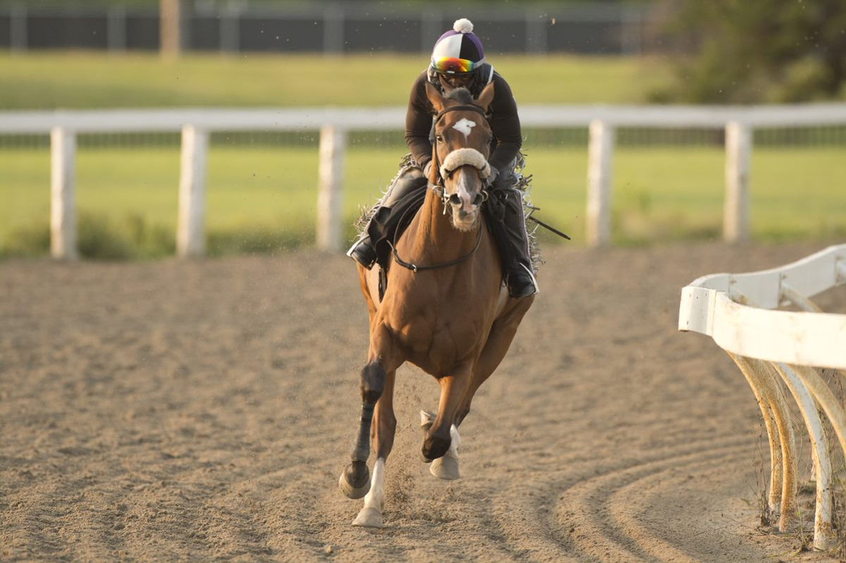Theregoesjojo during a training session at Woodbine. (Michael Burns Photo)