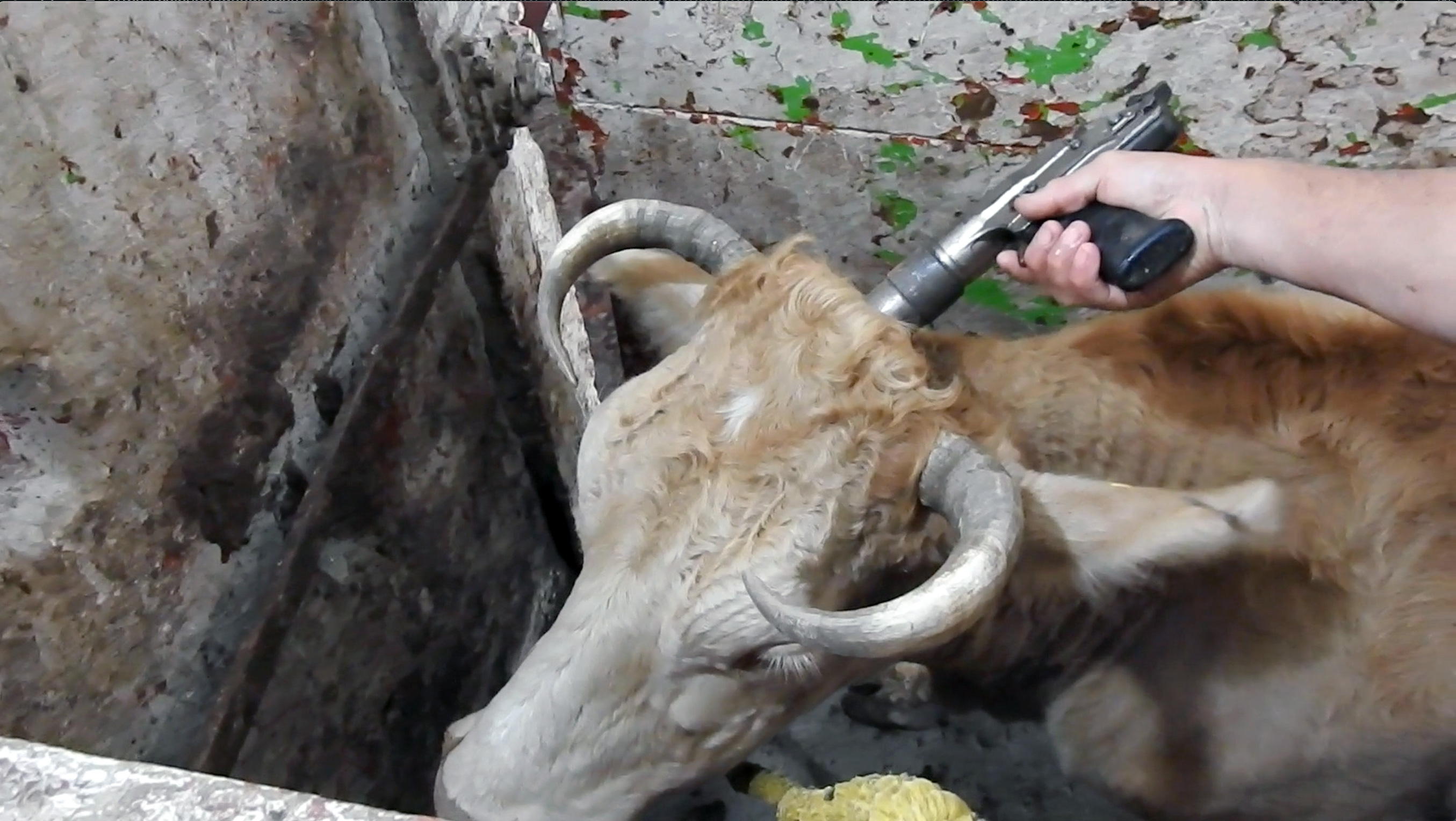 Brutalidad contra vacas embarazadas en Nuevo León
