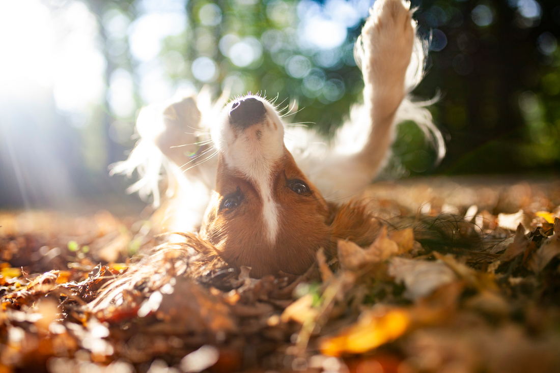 Op vakantie met je hond herfst
