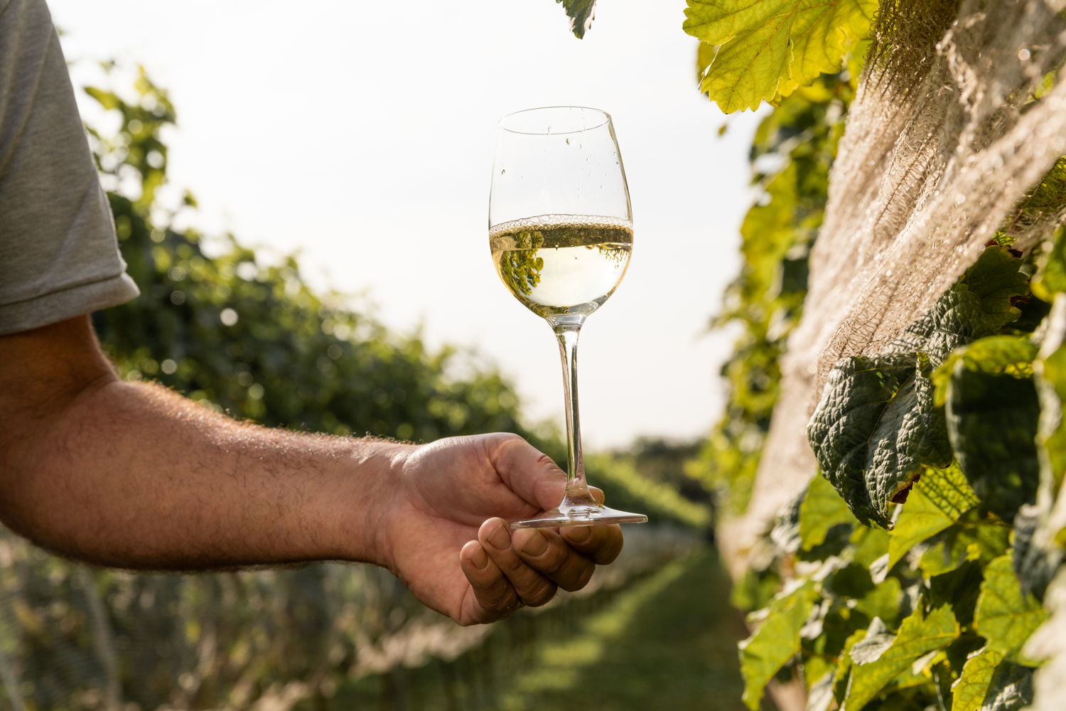Domaine Brabantse Wal © Willeke Machiels