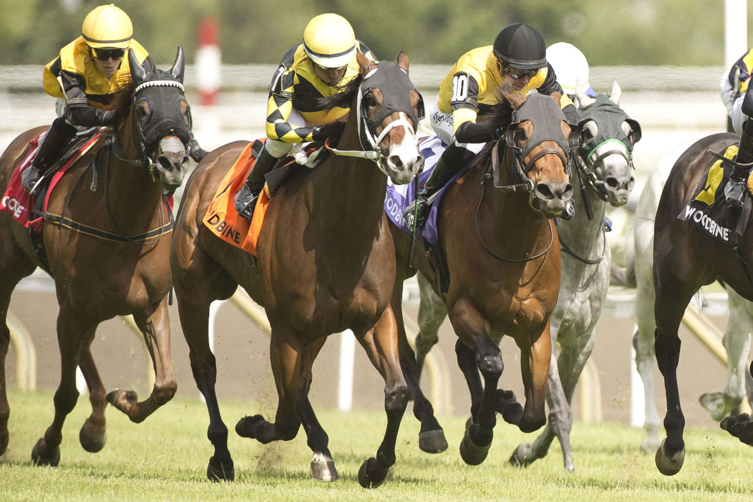 Ms. Tart and jockey Huber Villa-Gomez winning the HPIbet Royal North Stakes on May 31, 2025 at Woodbine (Michael Burns Photo)